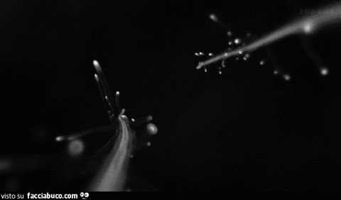 gif animata