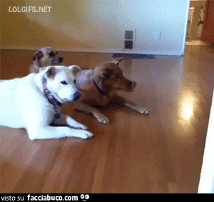 Gif animata cane che si muove sopra robot pulisci pavimenti