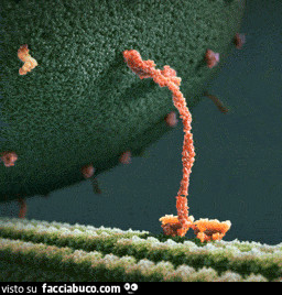 Gif Animata