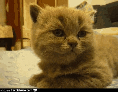 Gif animata: gatto si addormenta all'improvviso