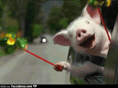 gif animata