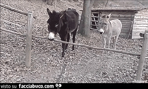 Gif animata: l'asino che rimuove la sbarra per non saltarla