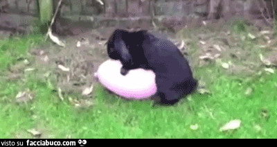 gif animata
