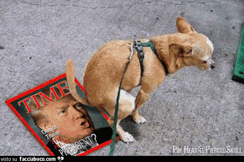Gif animata cagnolino fa la cacca sopra la rivista con Donald Trump
