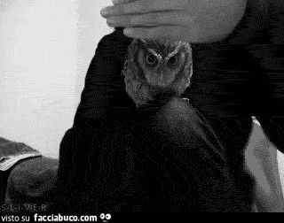 gif animata